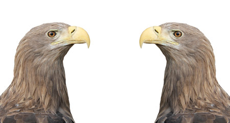 Adult White-tailed eagle portrait in profile. Isolated on White background. Scientific name:...