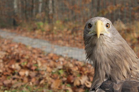 Adult White-tailed eagle portrait in profile in the wild Scientific name: Haliaeetus albicilla, also...