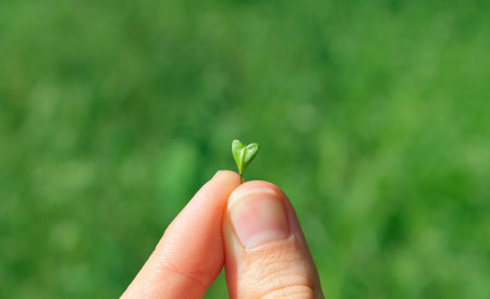 Fingers hold a leaf of a plant in the shape of a heart, close-up macro on a green background. Capsella leaf. Symbol of love, saving the planet, peace, eco lifestyleの写真素材