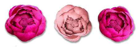 Pink buds of peonies flowers isolated on white background. Set of blooming lush peonies for designの写真素材
