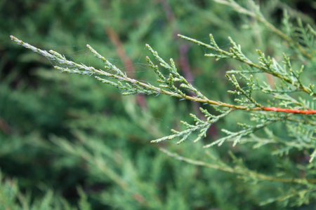 Festive Juniper Macro: Evergreen Needles, Christmas and New Year Decor, with Ample Copy Space