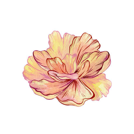 Watercolor peach and pink peony, Blooming vector flower on white backgroundのイラスト素材