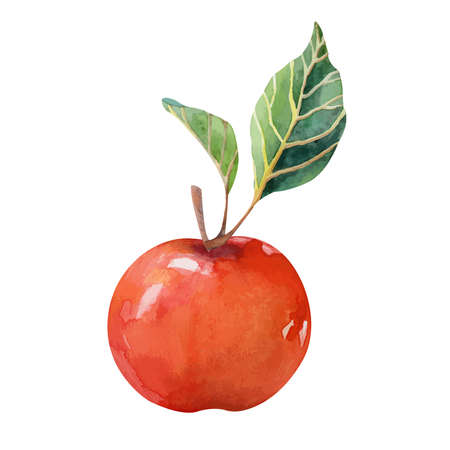 Watercolor ripe red apple with green leaves isolated on white backgroundのイラスト素材