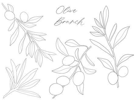 Set of sketch olive branch with leaves. Monochrome outline olive branchesの写真素材