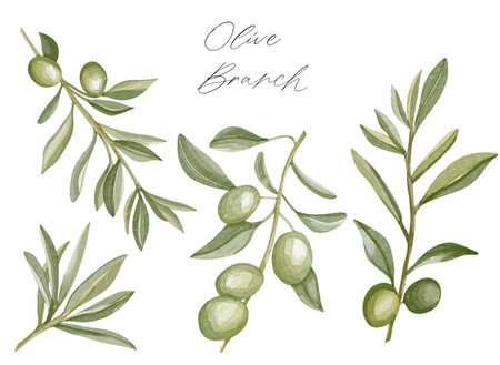 Set of watercolor olive branches with leaves. Hand drawn watercolor olive branches. Olive fruits on white backgroundの写真素材