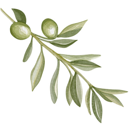 Watercolor image of an olive branch with leaves. Hand drawn watercolor olive branchesの写真素材