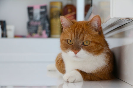 Cute ginger and white cat relaxing and looking at the camera. High quality photo
