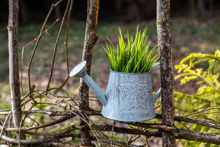 Green grass in a potted watering can on a wicker fence. After the rain in the sunの写真素材