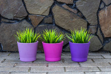 three flower pots with plants stand in the garden on the path.の写真素材