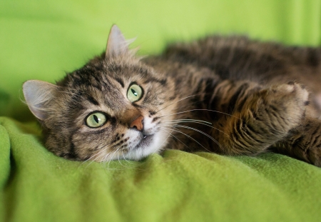 Siberian cat with a dreamy look on a green backgroundの写真素材