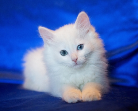 White kitten with eyes of different colors on a blue backgroundの写真素材