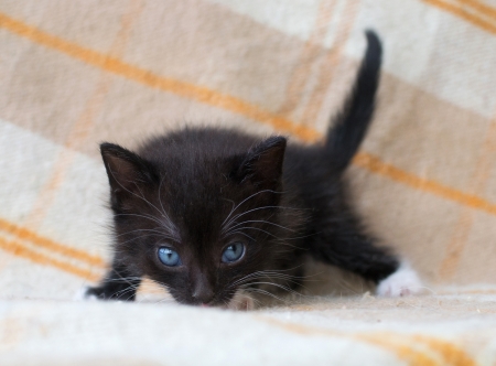 Small black kitten with blue eyesの写真素材