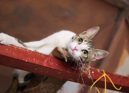 White cat with gray spots lies in the raftersの写真素材