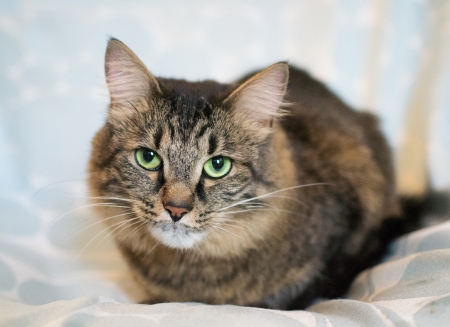 Striped siberian cat lies on a blue backgroundの写真素材