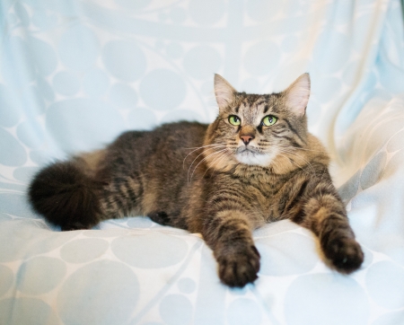 Striped siberian cat lies on a blue backgroundの写真素材