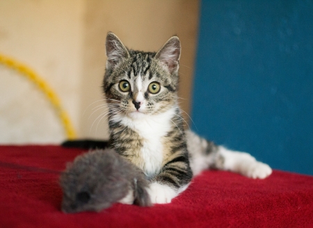 Striped kitten lying on a red-blue backgroundの写真素材