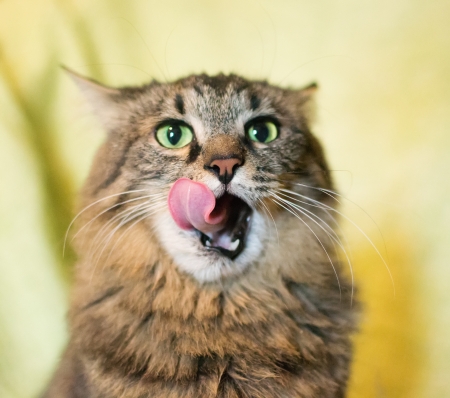 Striped siberian licking on a yellow backgroundの写真素材