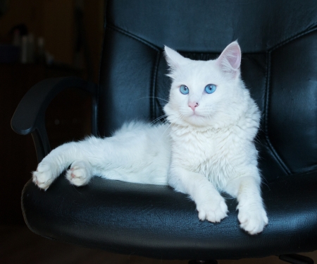 White cat with blue eyes, lying in a black leather chairの写真素材