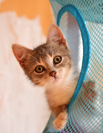Striped kitten surprised looks of the blue gridの写真素材