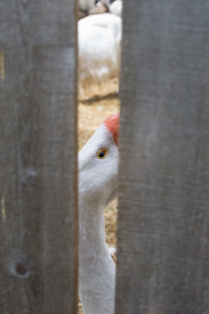 Curious white goose looks through a gap in the wooden fenceの写真素材