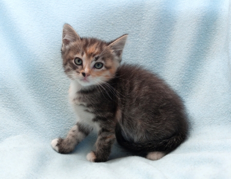 Sitting tricolor kitten with green eyesの写真素材