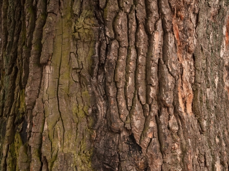 Texture of the trunk of an old tree covered with moss