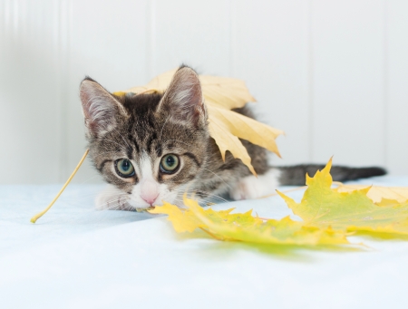 Scared striped kitten hiding in yellow maple leavesの写真素材