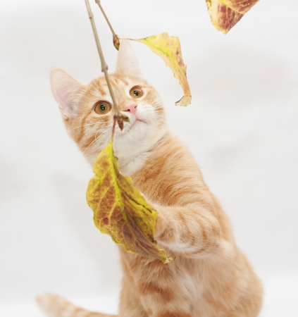 Ginger kitten playing with yellow autumn leavesの写真素材