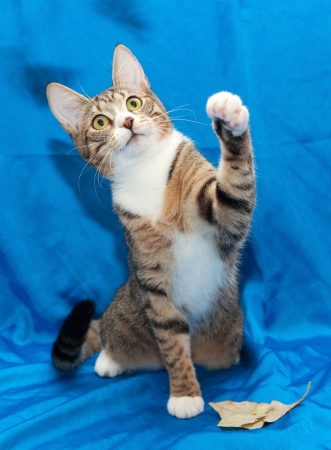 Tabby cat, sitting on its hind legs, catching autumn leavesの写真素材