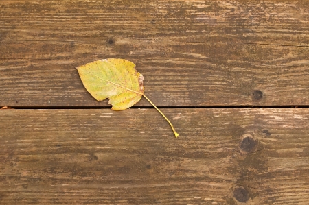 Yellow autumn leaf on a background of wooden bench, darkened with timeの写真素材