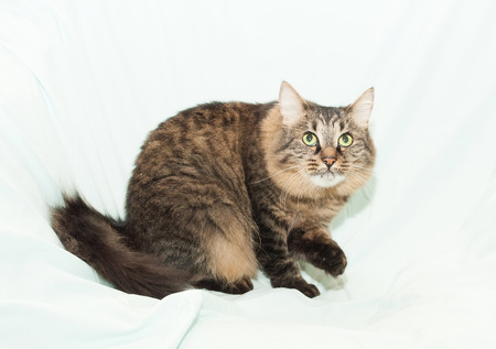 Striped green-eyed Siberian cat preparing to pounce on green backgroundの写真素材