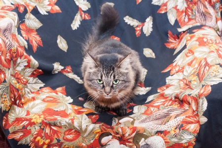 Siberian striped cat with green eyes, lying on background of painted scarfの写真素材