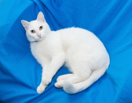 White cat with yellow eyes lying on chair on blue backgroundの写真素材