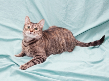 Tricolor striped cat lying looking up, on pale green の写真素材