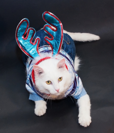 White cat with yellow eyes in a knitted suit and Christmas decorations in form of stylized antlers on head on black backgroundの写真素材