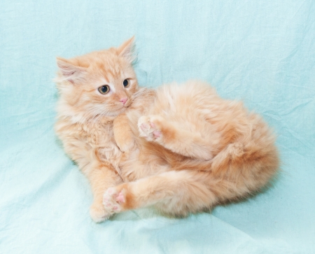 Red fluffy kitten fell on his back on pale blue backgroundの写真素材