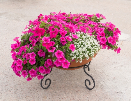 Round flower pot on city streetの写真素材