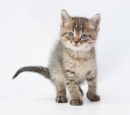 Striped fluffy kitten looking forward on white backgroundの写真素材