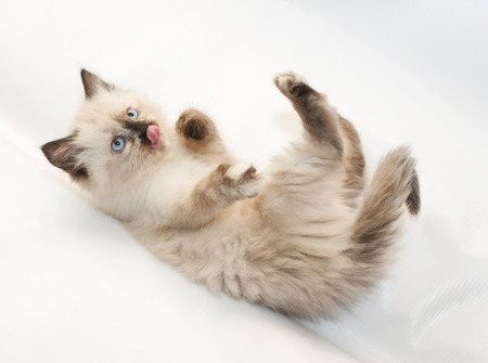 Seal point kitten with blue eyes fell, sticking his tongue out, on white backgroundの写真素材