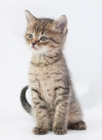 
Striped fluffy kitten sits, stretching his neck up, on white backgroundの写真素材