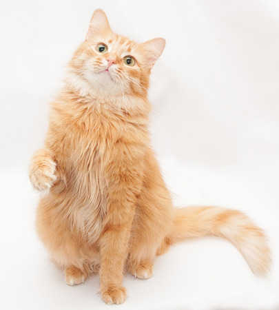 Fluffy cat with green eyes plays, lifting the front paw on white backgroundの写真素材