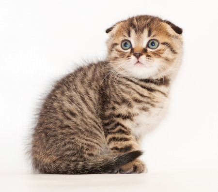 Small tabby kitten Scottish Fold sitting and looking fearfully on gray-white backgroundの写真素材