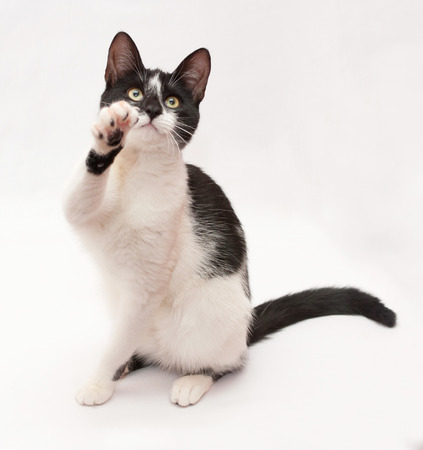 White cat with black spots and yellow eyes sitting on its hind legs, lifting the front, on white-gray backgroundの写真素材