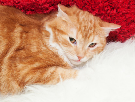 Small red kitten with yellow eyes lying, squinting at white-red backgroundの写真素材