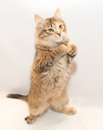 Tricolor fluffy kitten standing on hind legs looking suspiciously at gray backgroundの写真素材