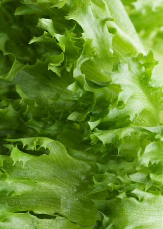 Lettuce frillis  texture macroの写真素材
