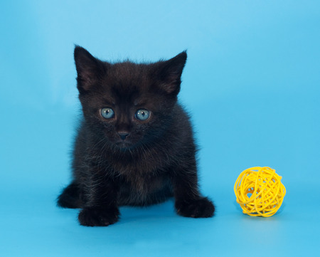 Fluffy black  kitten with yellow toy on blue backgroundの写真素材