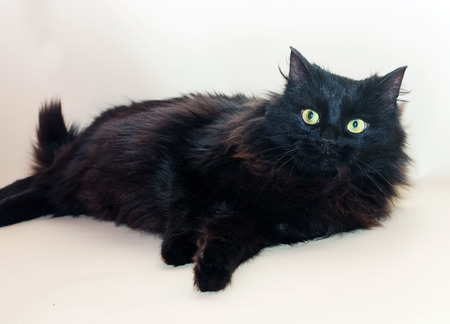 Black fluffy cat lies on gray backgroundの写真素材