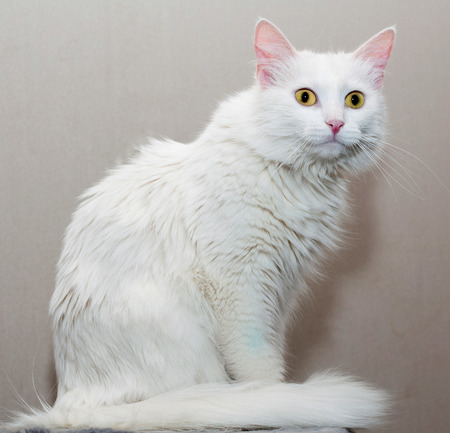 White cat sitting on gray backgroundの写真素材