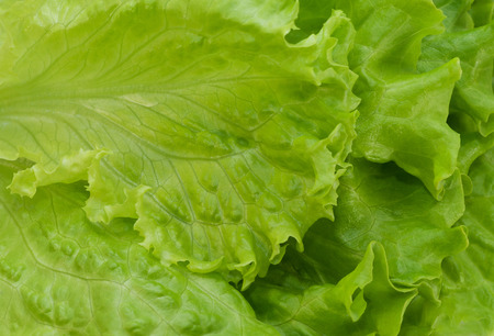 Lettuce frillis  texture macroの写真素材